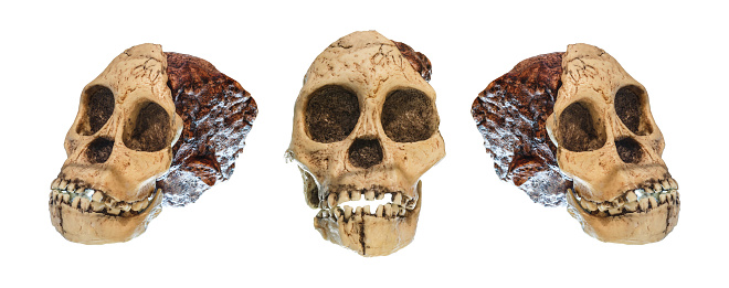 human fossils from africa