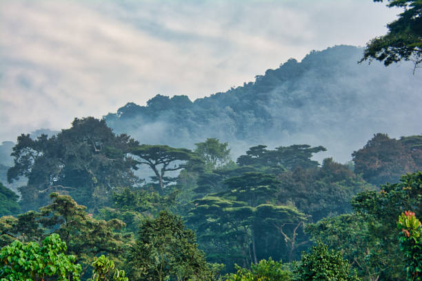 lush rainforest in Africa