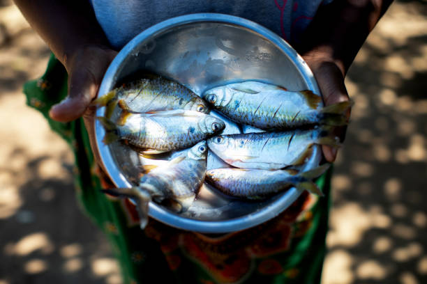 Fishery in Africa