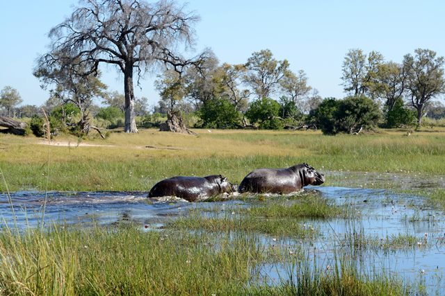 Okavango Delta is a great place for tourism in africa