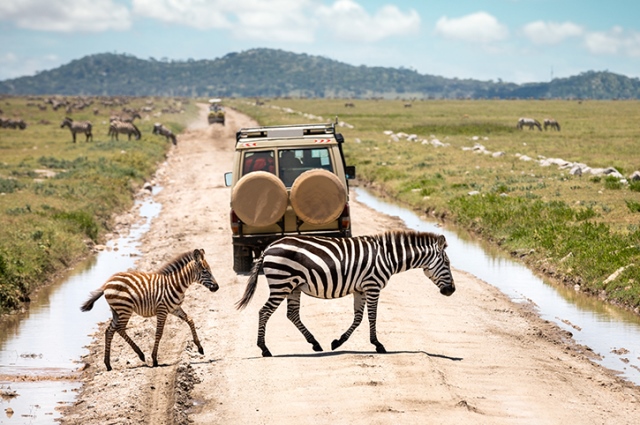 Visit the Serengeti National Park Credit Borchee BORTU TRDINA