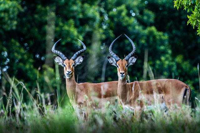 The wildlife in the Maasai Mara National Reserve is one of the best African places to visit.