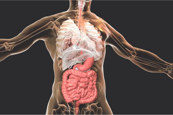 Gut Health 101: Understanding the Importance of Your Microbiome