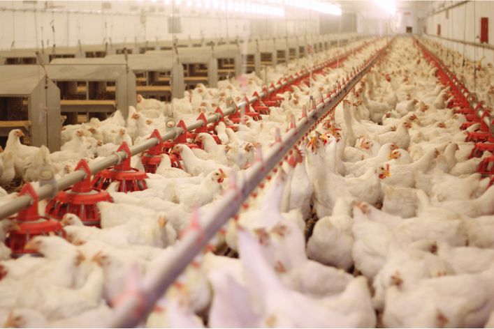 How to Start a Profitable Poultry Business