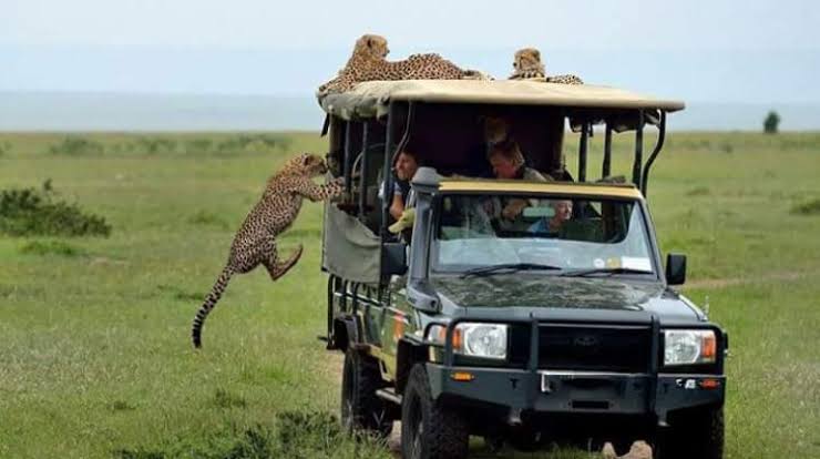 The Masai Mara National Reserve in Kenya offers exhilarating views of wildlife