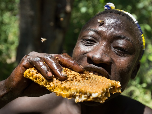 The Hadza tribe collect and consume which is an essential source for calories.