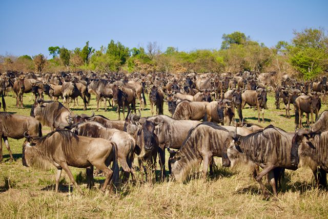 You can experience the Great Wildebeest migration in Tanzania's parks