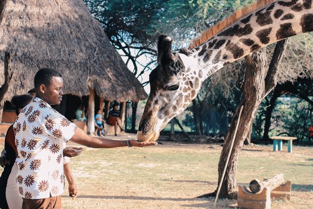 Africa’s Wildlife Wonders: The Best Safari Destinations for Wildlife Enthusiasts