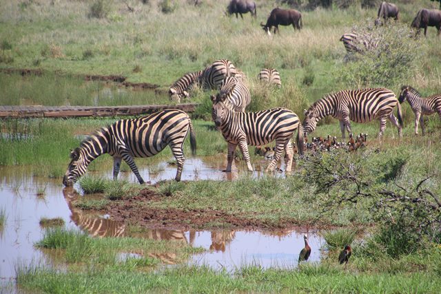 Human activities like mining and urbanization can lead to habitat loss