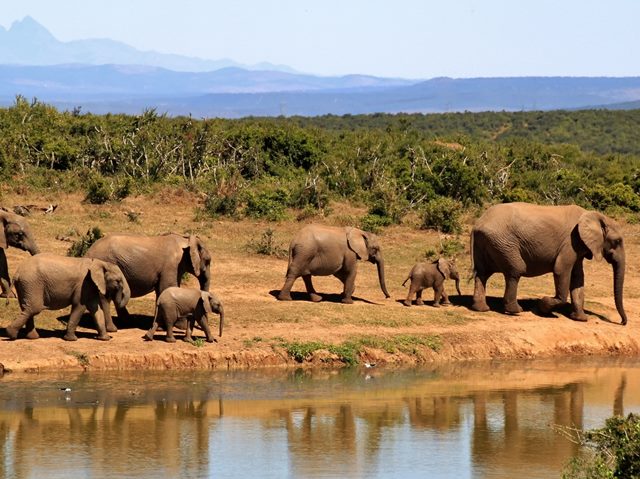 You can get up close and personal with elephants, lions, etc in South Africa's wildlife parks.