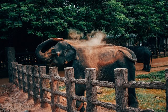 The elephant conservation efforts in Botswana has helped protect endangered elephants in the area.