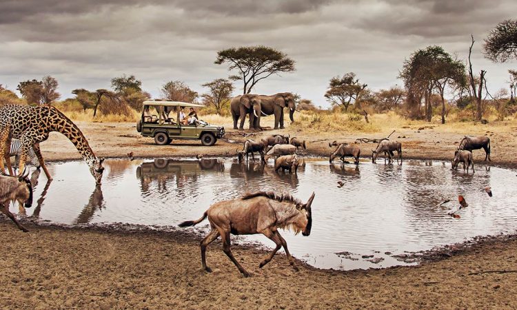 Serengeti National Park, Tanzania Wildlife Safari in Africa